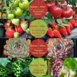 Αυτοκόλλητη Ταινία LED 3m USB Ανάπτυξης & Καλλιέργειας Φυτών Full Spectrum - Φωτιστικό Θερμοκηπίου Εσωτερικού Χώρου - Plant Grow Light Strip