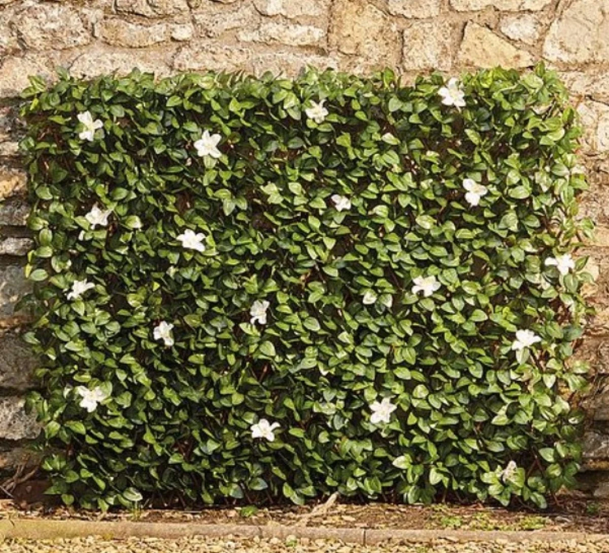 Τεχνητός Φράχτης Με Φύλλωμα Κισσού και Λευκά Άνθη 160x90cm