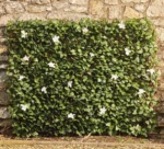 Τεχνητός Φράχτης Με Φύλλωμα Κισσού και Λευκά Άνθη 160x90cm