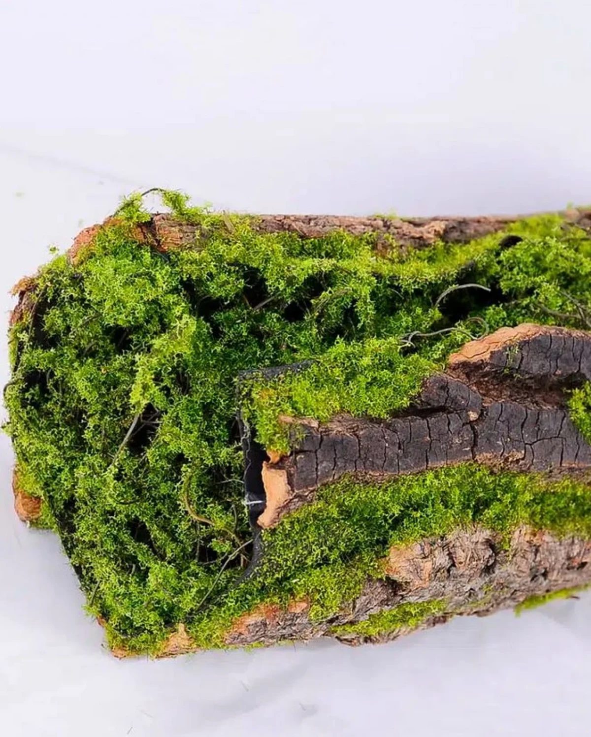 Διακοσμητικό Τεχνητό Φυτό Κορμός Deadwood 52x17x13cm