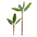 160cm Τεχνητό Διακοσμητικό Φυτό Μπανανιά με 2 Κορμούς σε Γλάστρα