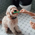 Σετ Οδοντόκρεμας 70gr & 2 Βουρτσάκια για Κατοικίδια