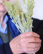 Οργανικό Τσάι του Βουνού RENTEANA 30gr